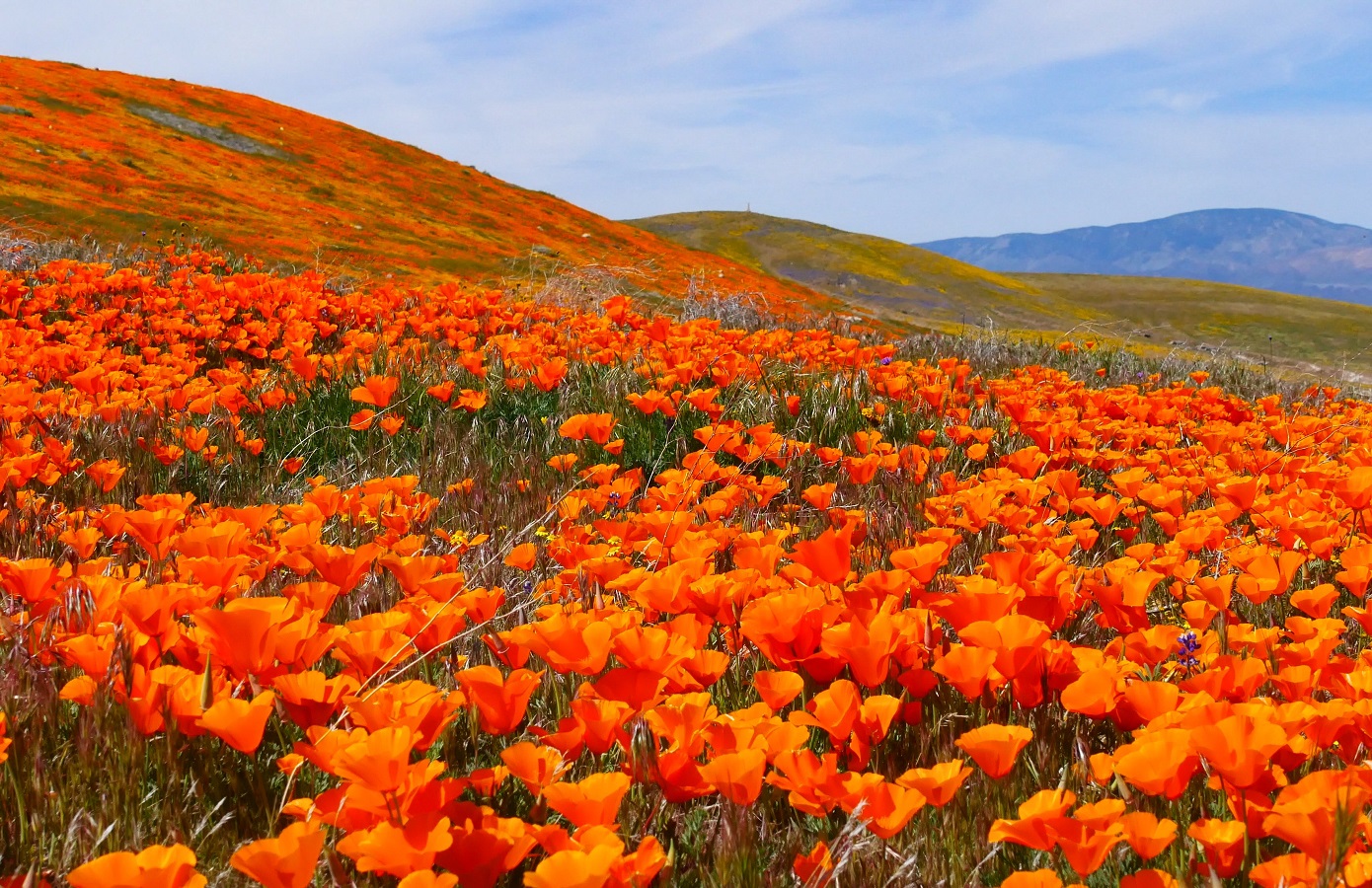 Orange Poppy Field in Lancaster, CA