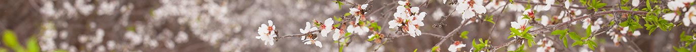 California almond trees