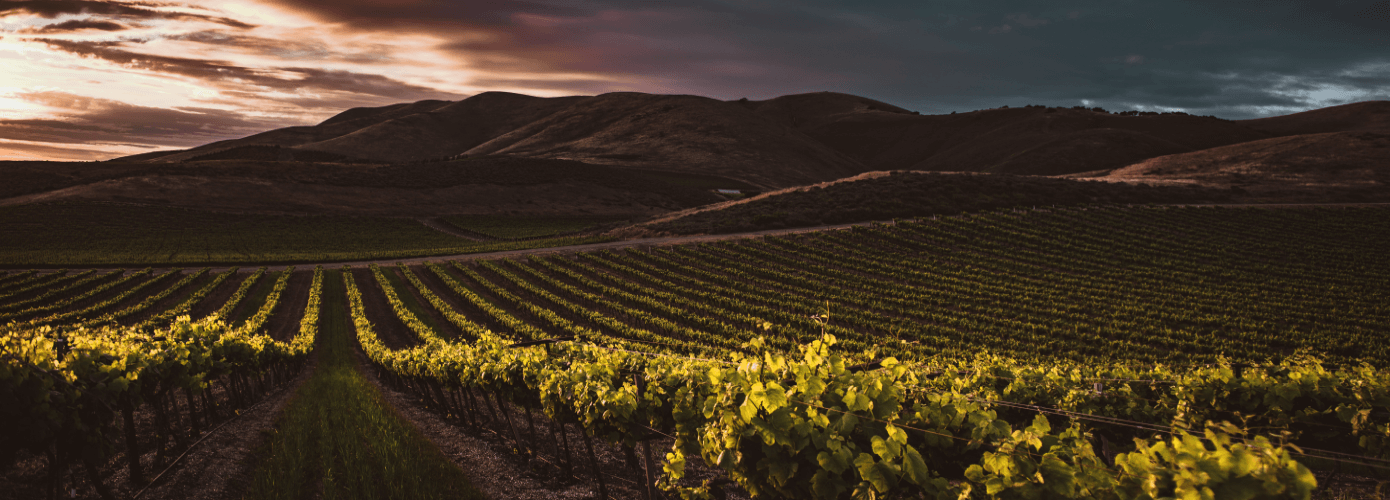 Vineyard with dark clouds