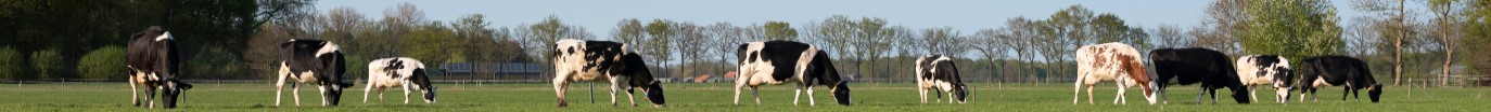 Dairy cows grazing in field