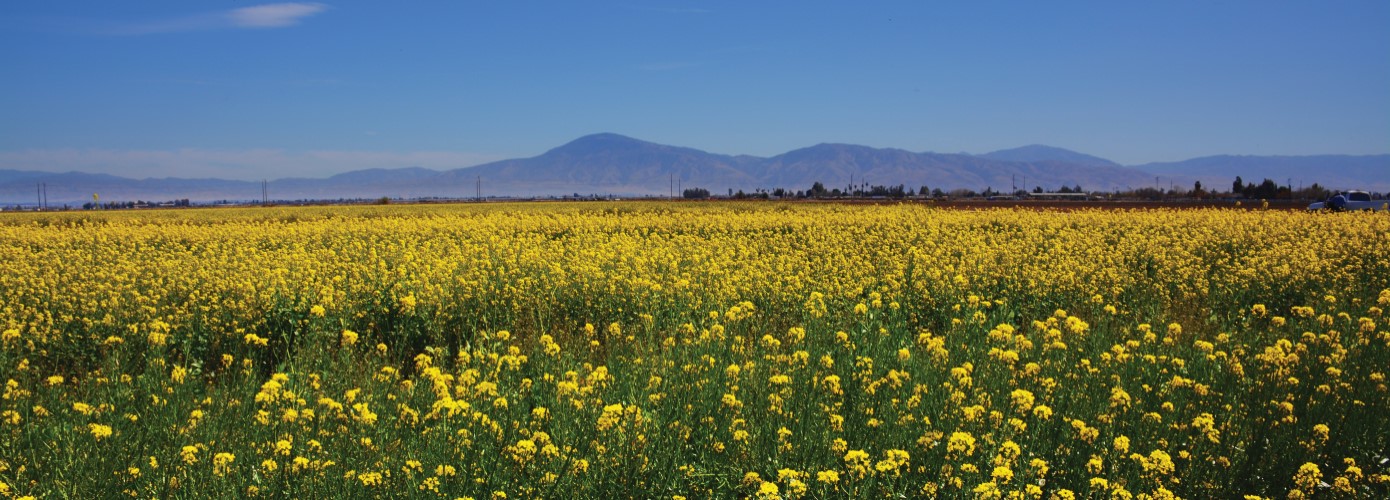 Bear Mountain in California with field of flowers