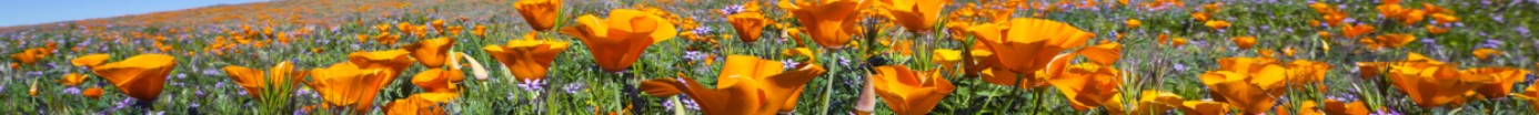 Field of California poppies