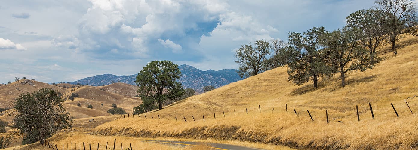 California trees