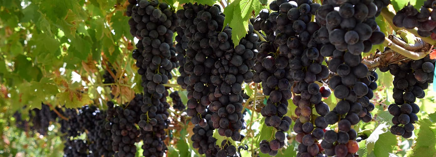 Grapes on a vine in California