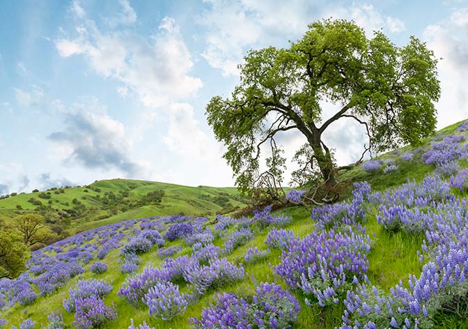 California tree and flowers