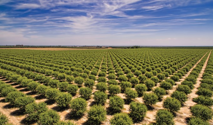 Aerial view of almond orchard