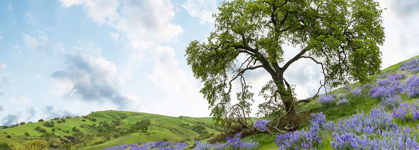 California tree in field