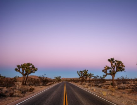 Joshua Trees lining a two lane road