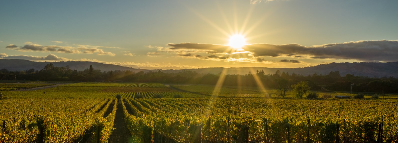 Sonoma vineyard at sunset
