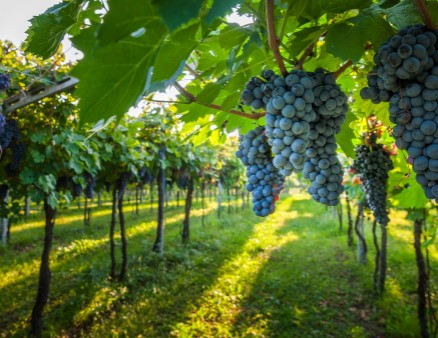 Vineyard with clusters of grapes