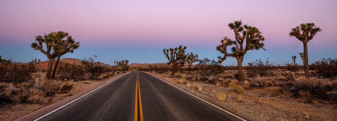 Joshua Trees lining a two lane road